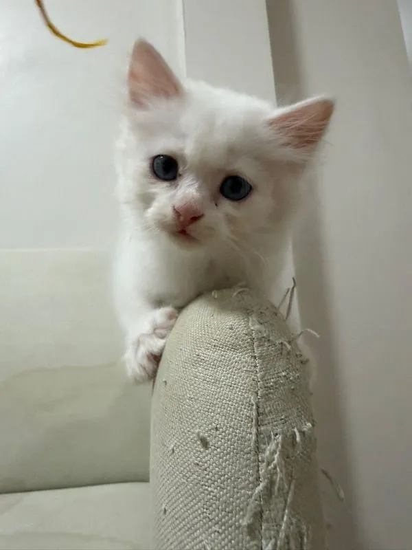 ลูกแมวเปอร์เซียสีขาว ตาฟ้า