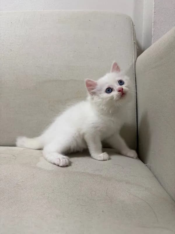 ลูกแมวเปอร์เซียสีขาว ตาฟ้า