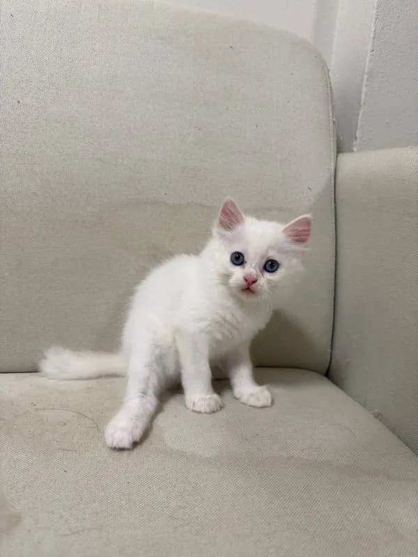 ลูกแมวเปอร์เซียสีขาว ตาฟ้า