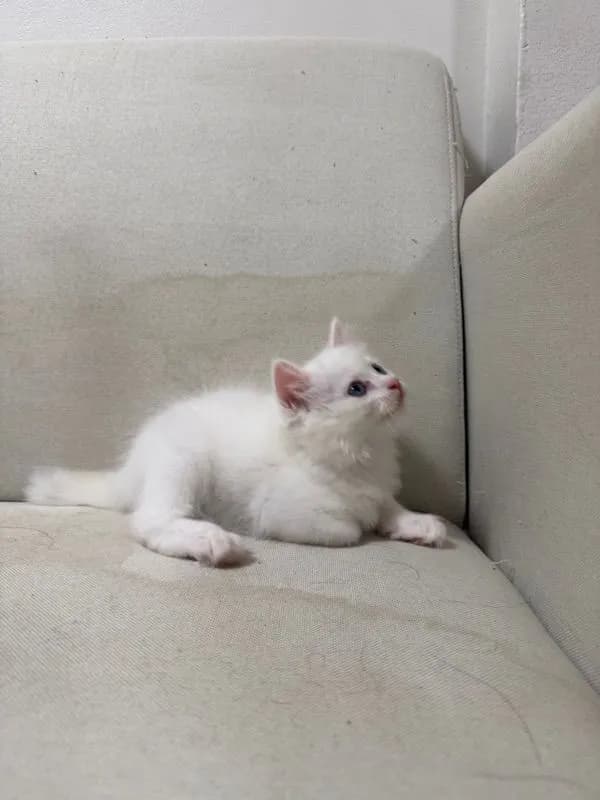ลูกแมวเปอร์เซียสีขาว ตาฟ้า