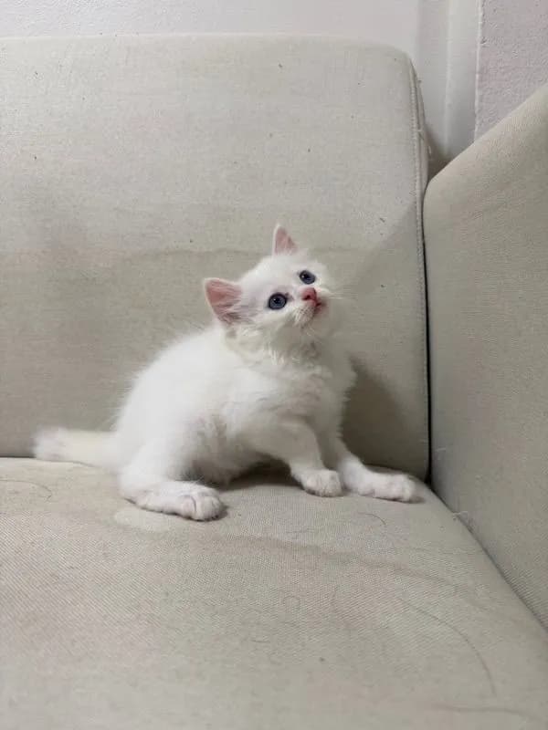 ลูกแมวเปอร์เซียสีขาว ตาฟ้า