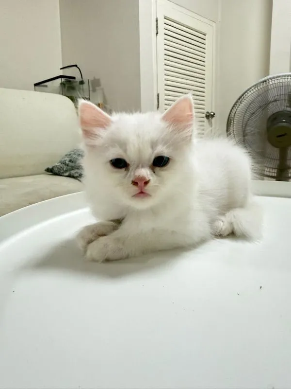 ลูกแมวเปอร์เซียสีขาว ตาฟ้า