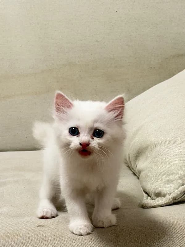 ลูกแมวเปอร์เซียสีขาว ตาฟ้า
