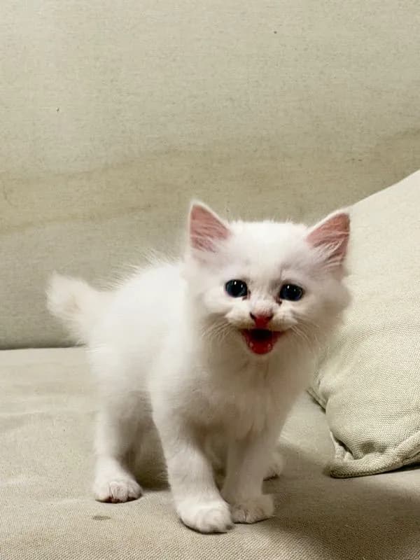 ลูกแมวเปอร์เซียสีขาว ตาฟ้า