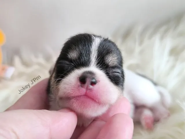 ❌ ติดจอง ❌ ชิวาวาแท้