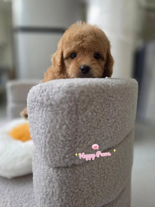 น้องหมาพุดเดิลทอยส์น่ารักๆ