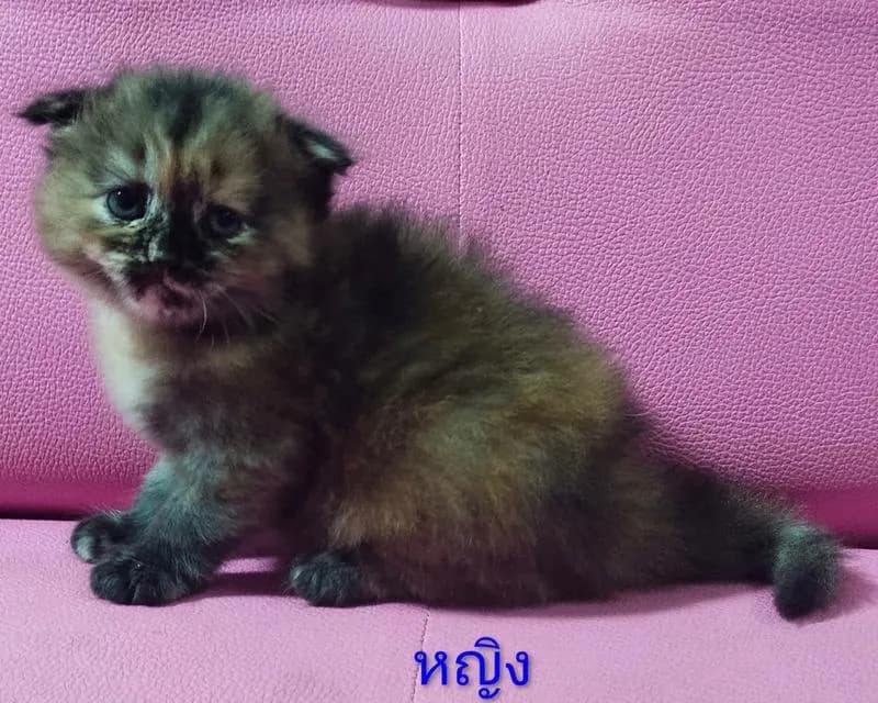 ขายแมวอเมริกันซ๊อตแฮร์😻