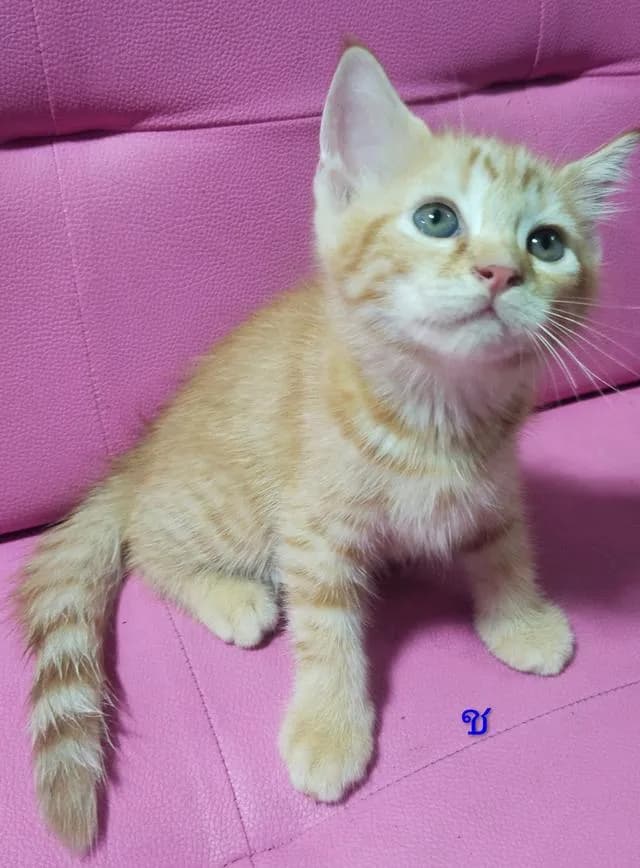 ขายแมวอเมริกันซ๊อตแฮร์😻