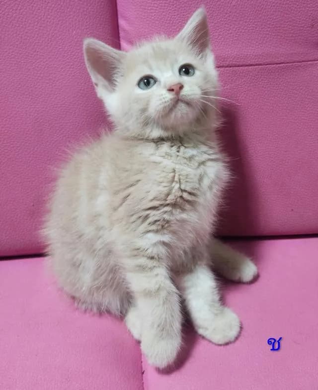 ขายแมวอเมริกันซ๊อตแฮร์😻