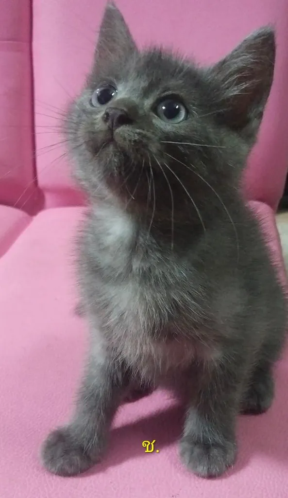 ขายแมวอเมริกันซ๊อตแฮร์😻