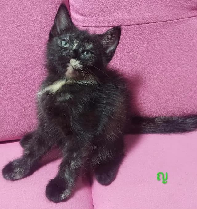 ขายแมวอเมริกันซ๊อตแฮร์😻