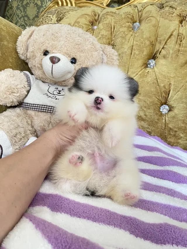 ลูกปอมเมอเรเนียนแท้ มาดูตัวจริงได้