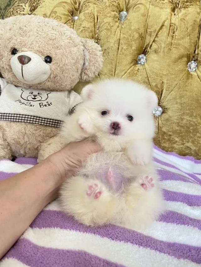 ลูกปอมเมอเรเนียนแท้ มาดูตัวจริงได้