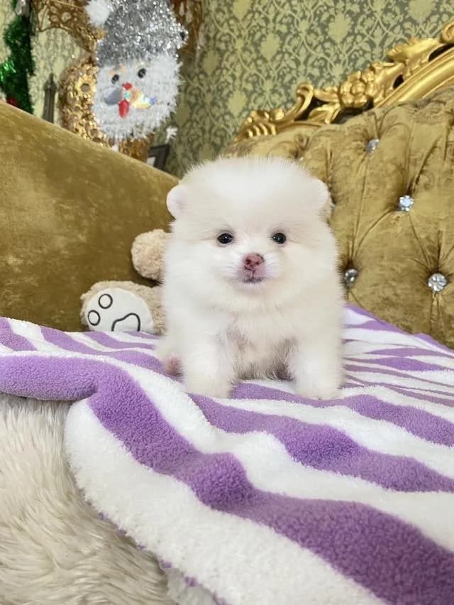 ลูกปอมเมอเรเนียนแท้ มาดูตัวจริงได้