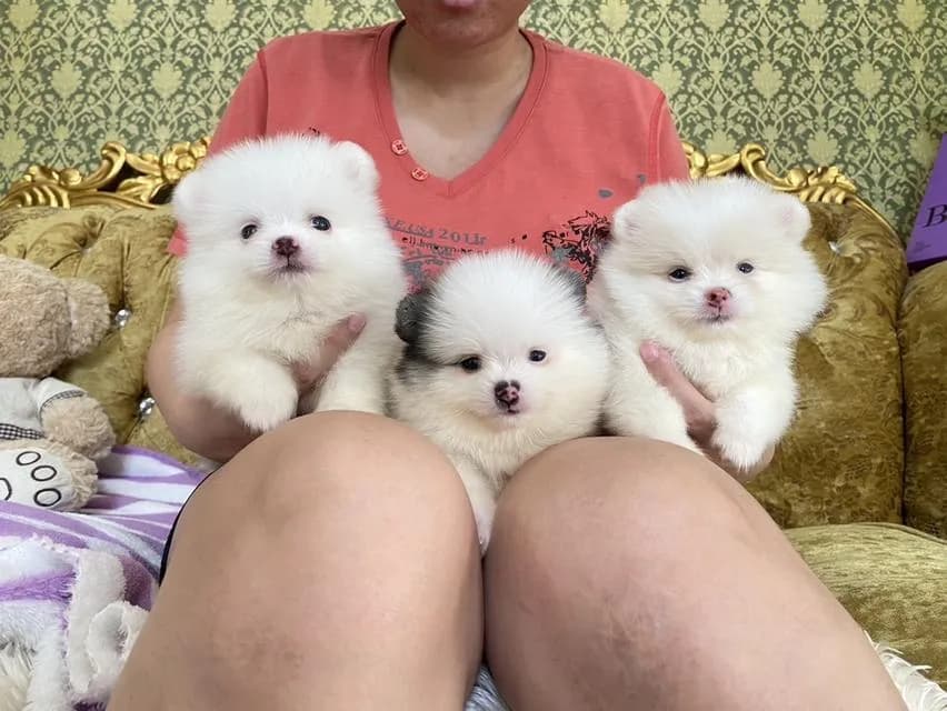 ลูกปอมเมอเรเนียนแท้ มาดูตัวจริงได้