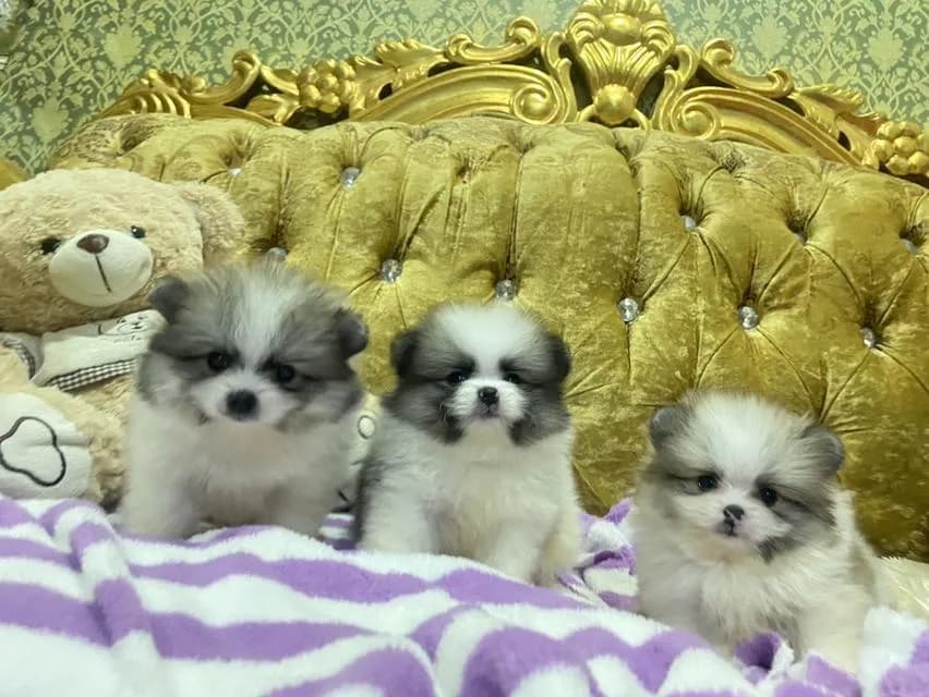ลูกปอมเมอเรเนียนแท้ มาดูตัวจริงได้