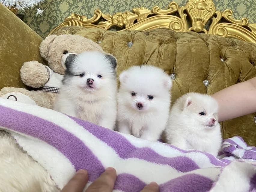ลูกปอมเมอเรเนียนแท้ มาดูตัวจริงได้