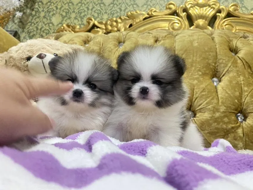 ลูกปอมเมอเรเนียนแท้ มาดูตัวจริงได้