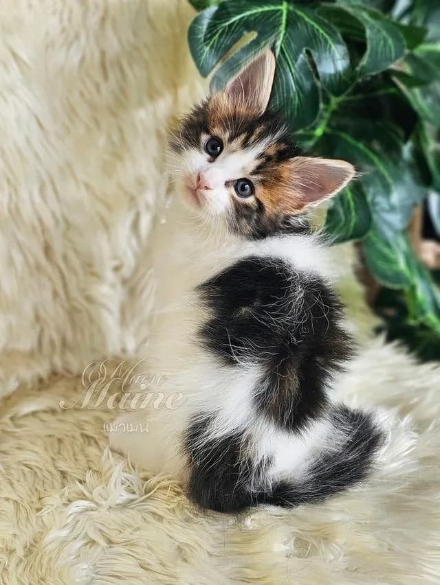 ลูกแมวสายพันธ์ เมนคูนแท้