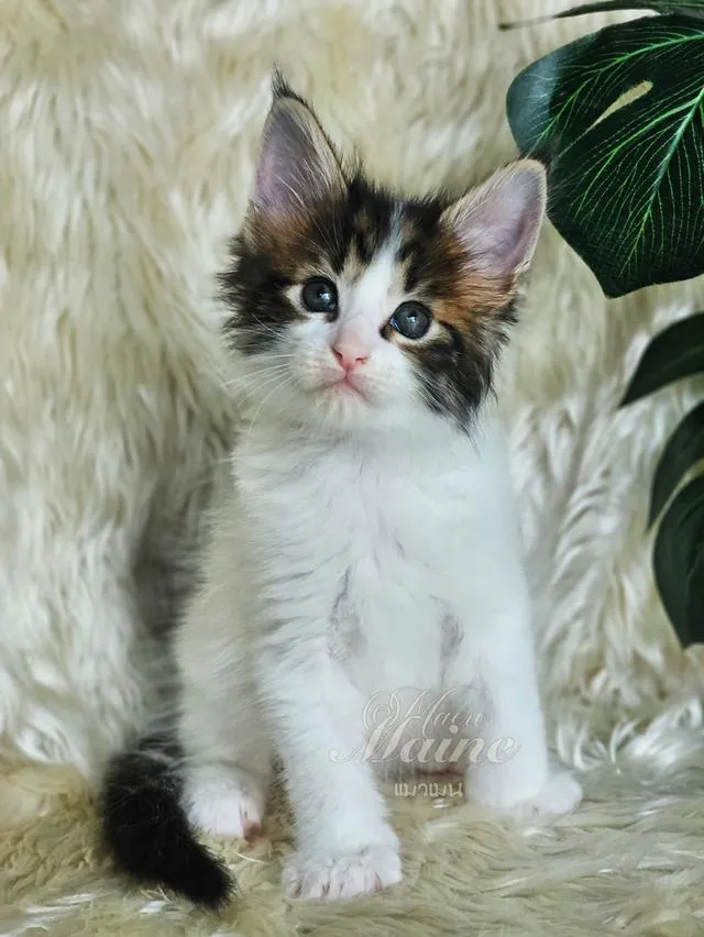ลูกแมวสายพันธ์ เมนคูนแท้