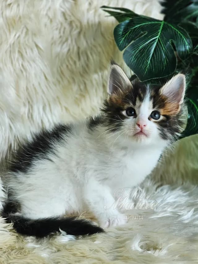 ลูกแมวสายพันธ์ เมนคูนแท้