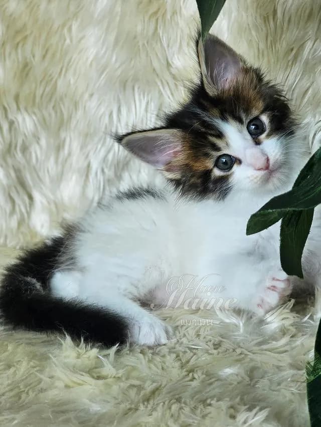 ลูกแมวสายพันธ์ เมนคูนแท้
