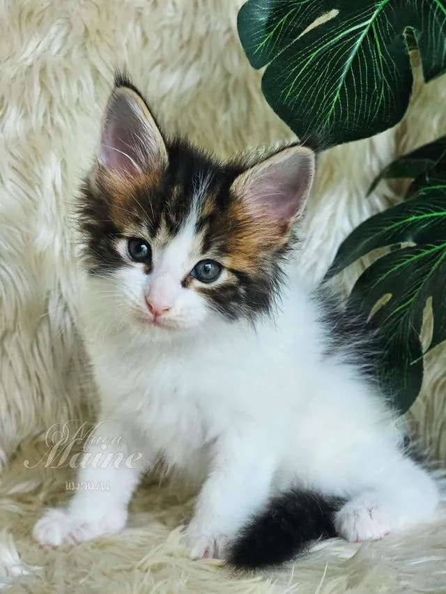 ลูกแมวสายพันธ์ เมนคูนแท้
