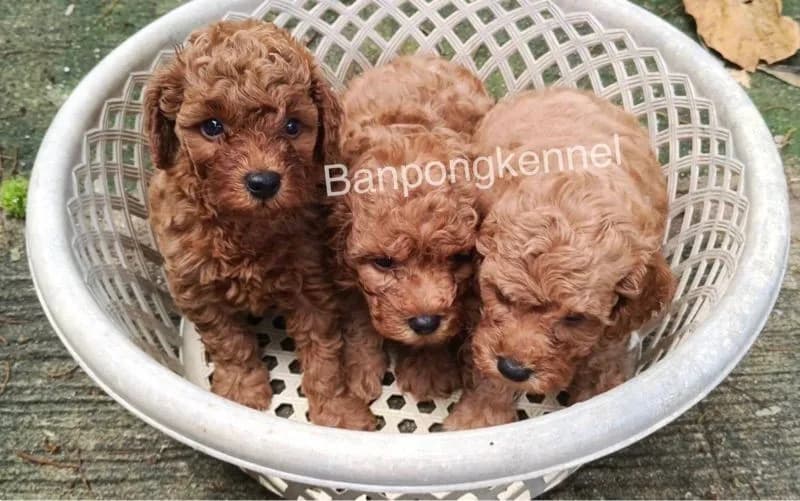 พุดเดิ้ลทอย