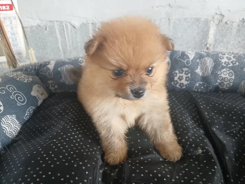 น้องหมาปอมเมอเรเนียน