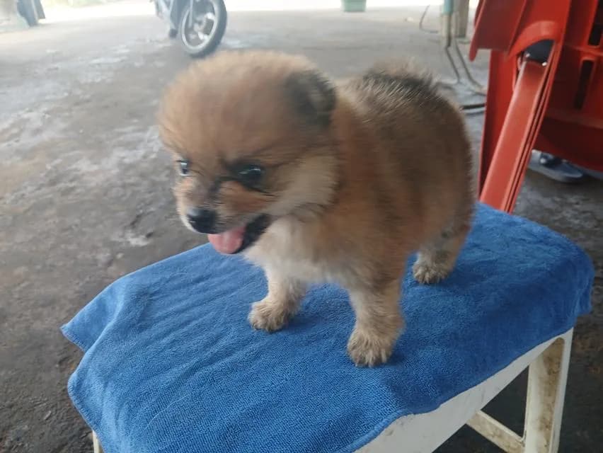 น้องหมาปอมเมอเรเนียน