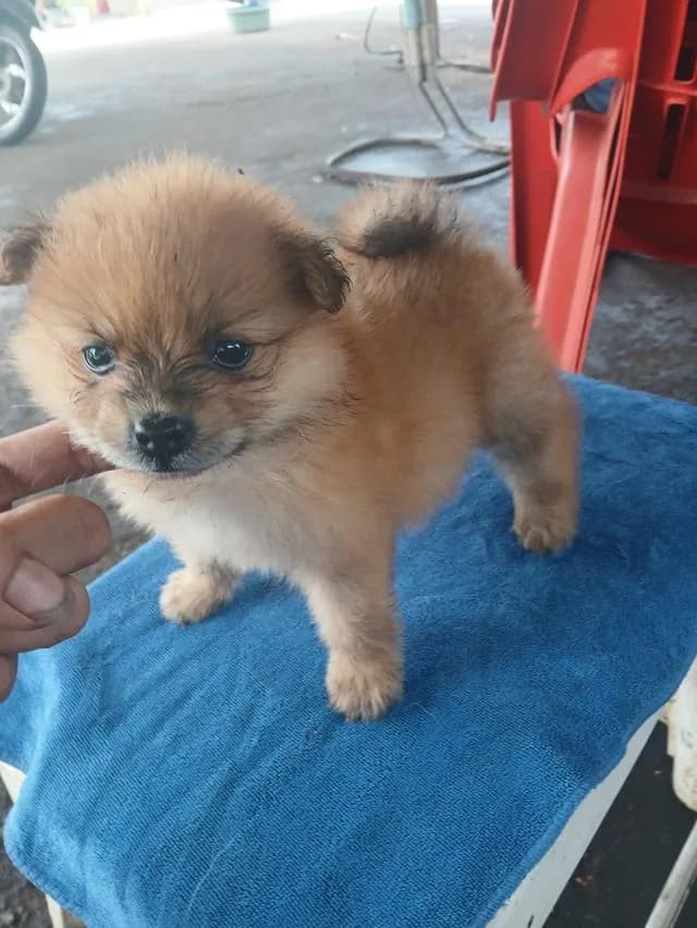 น้องหมาปอมเมอเรเนียน