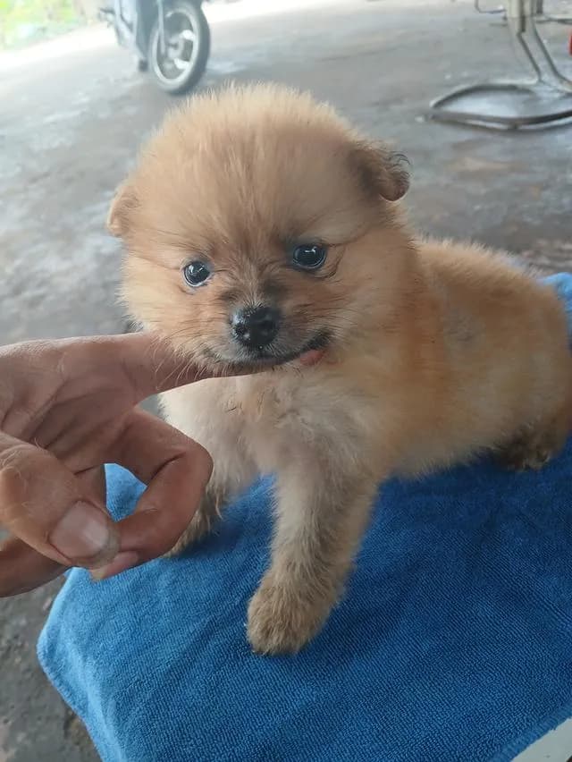น้องหมาปอมเมอเรเนียน