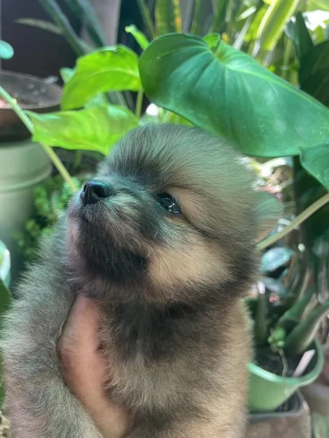 สุนัขพันธุ์ปอมเมอเรเนียน