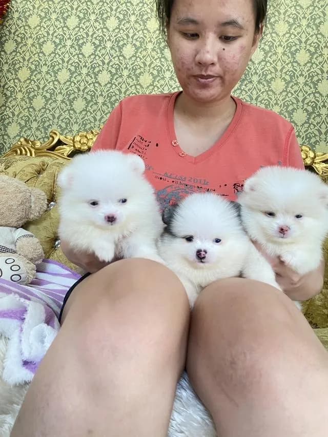 ปอมปอมแท้ ทีคัพ อ้วนกลมหมี ราคาพิเศษ