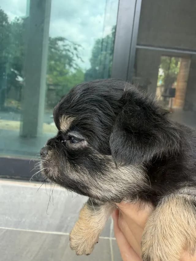 ชิวาว่า