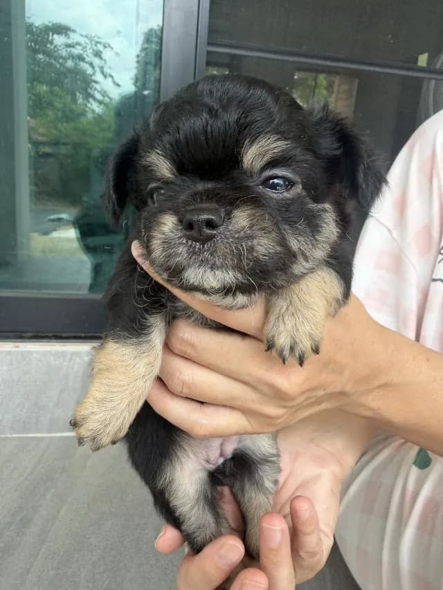 ชิวาว่า