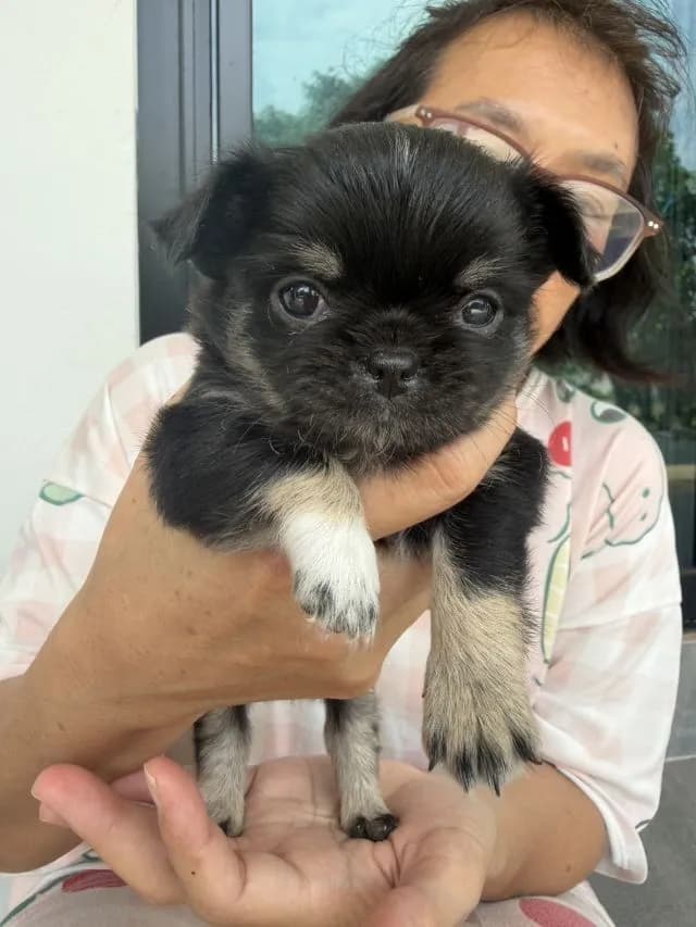 ชิวาว่า
