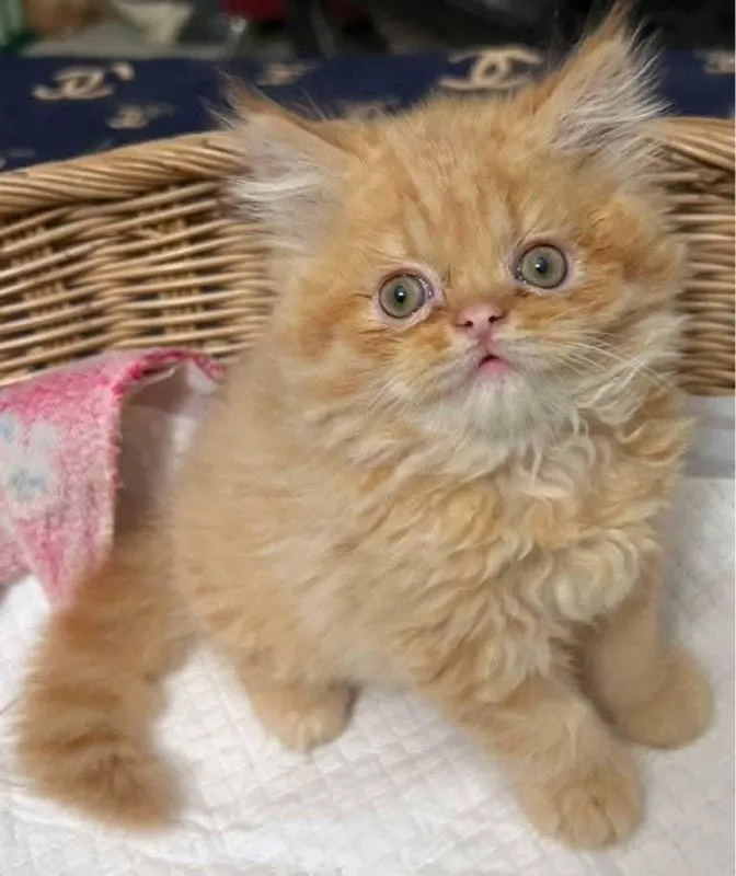แมวเปอร์เซีย