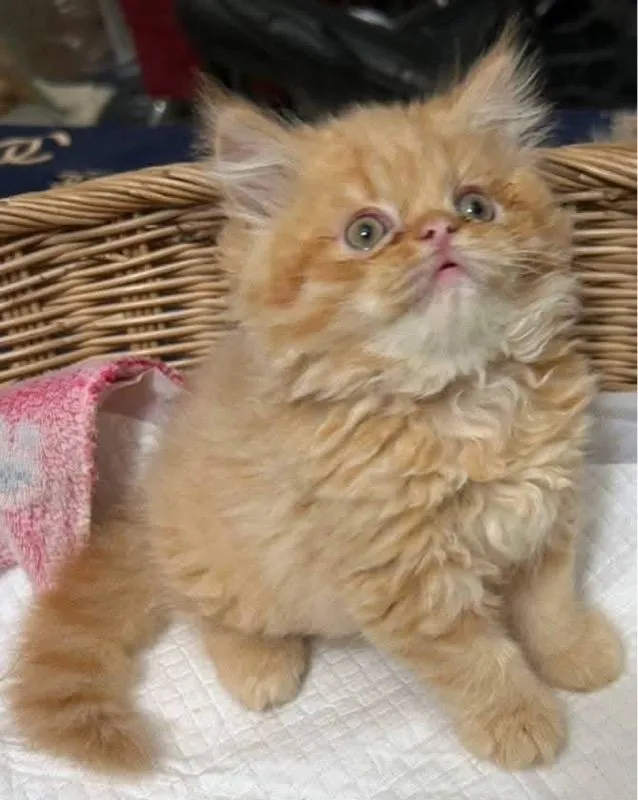 แมวเปอร์เซีย