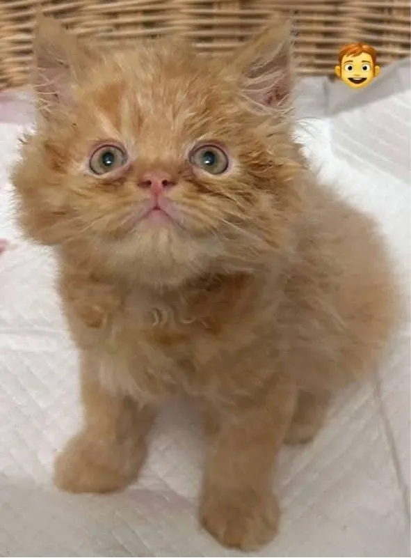 แมวเปอร์เซีย
