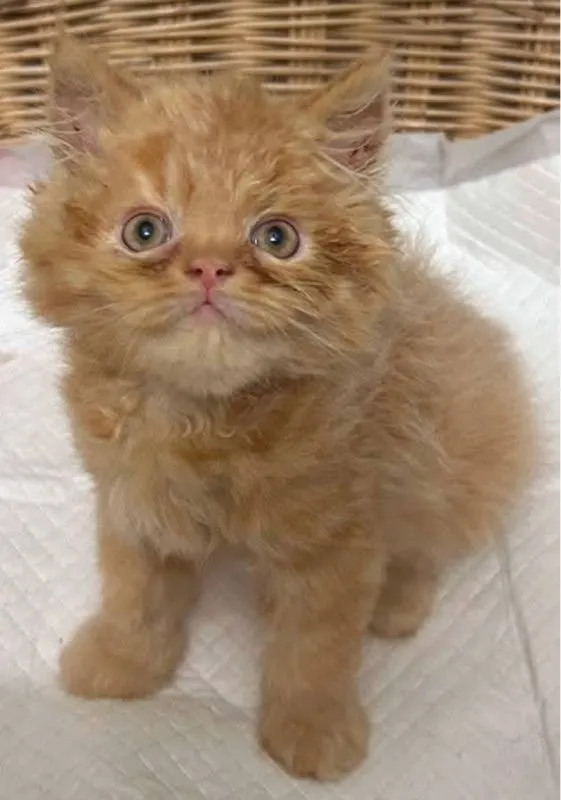 แมวเปอร์เซีย
