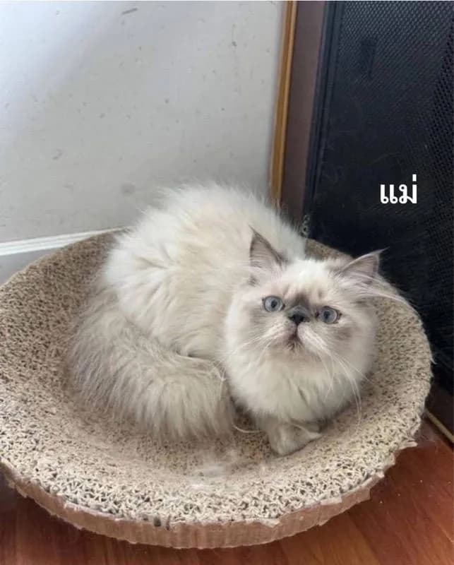 แมวเปอร์เซีย