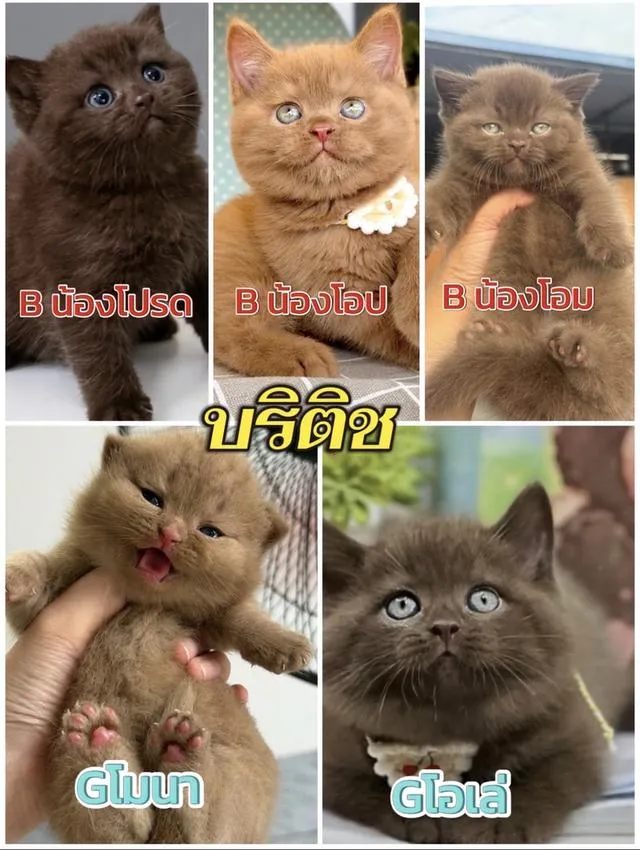 แมวบริติชสีCinnamon and chocolate นานๆจะมีมาทีจัดได้จัด ให้ไวถูกสุดเท่าที่ปล่อยมา