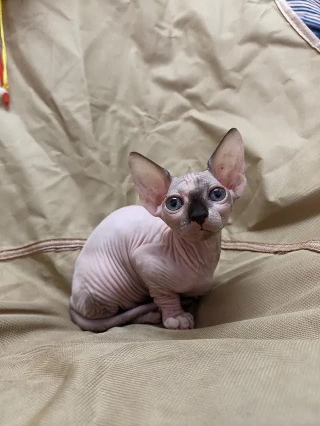 ดญ.สฟิงซ์ขาสั้นsphynx