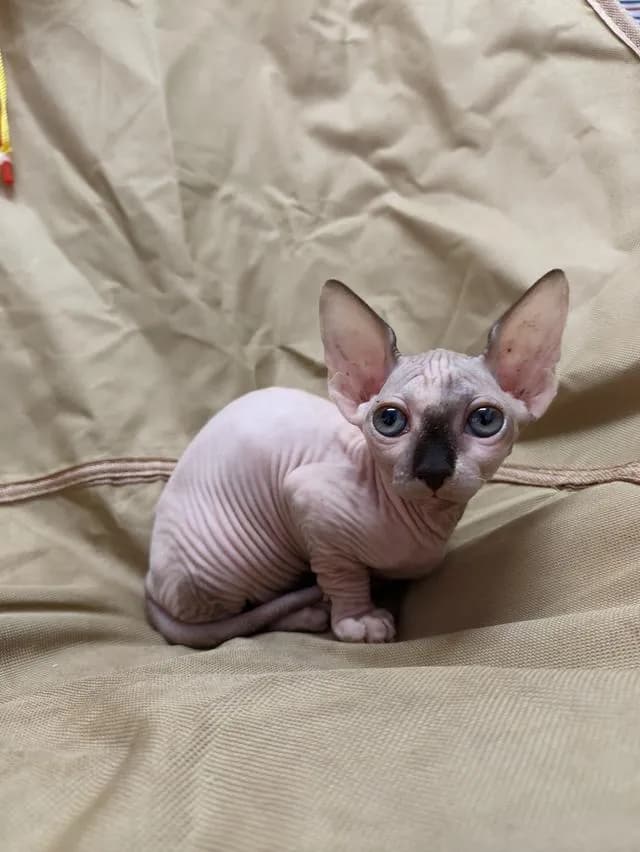 ดญ.สฟิงซ์ขาสั้นsphynx