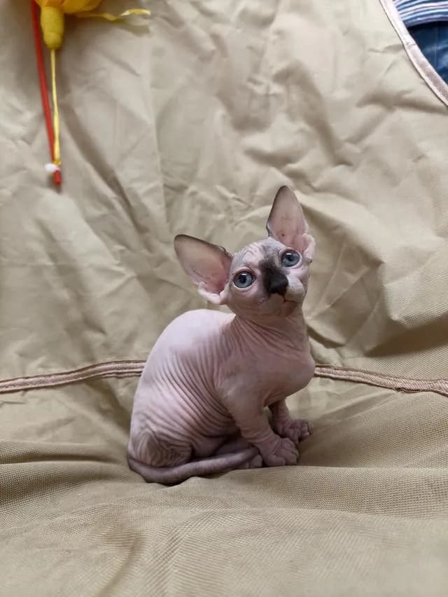 ดญ.สฟิงซ์ขาสั้นsphynx