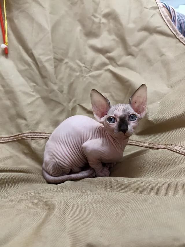 ดญ.สฟิงซ์ขาสั้นsphynx
