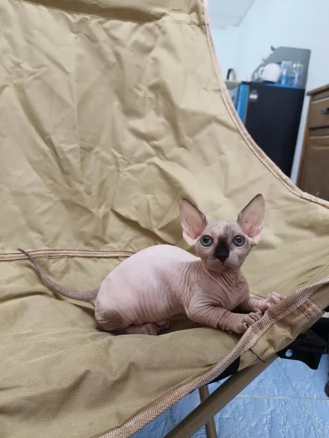 ดญ.สฟิงซ์ขาสั้นsphynx