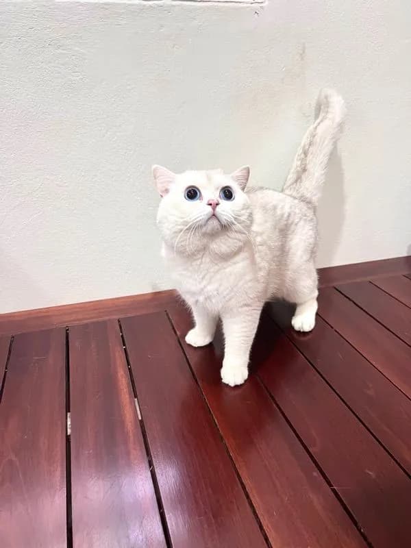 ลูกแมวบริติช