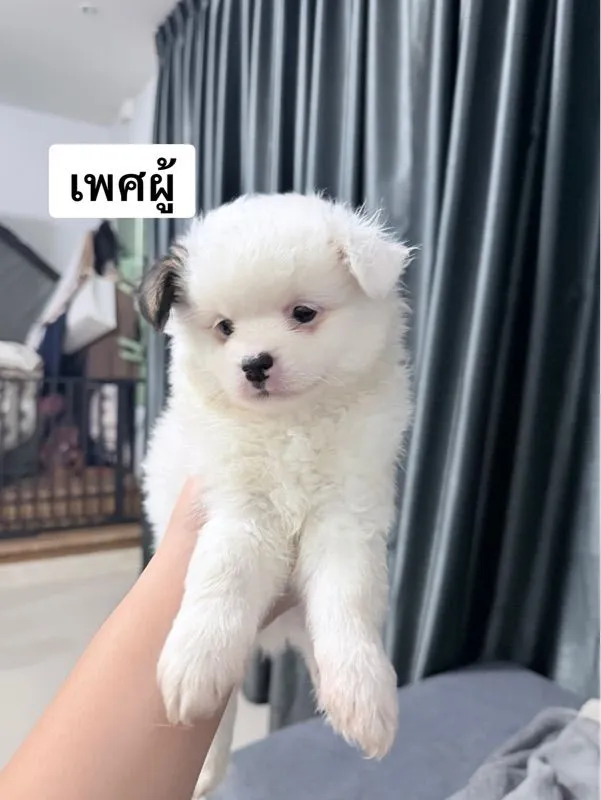 ชิสุผสมปอม หน้าหมีค่ะเลือกได้เลย
